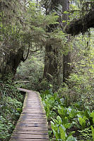 Skunk Cabbage Grotto