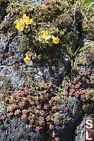 Stonecrop And Monkeyflower On Rock