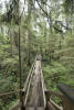Trail Bridge Made From Fallen Log