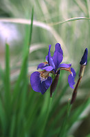 Single Iris