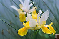 Yellow Iris With Ants