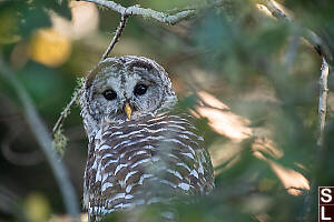 Barred Owl Looking Over Shoulder
