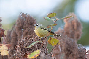 Orange Crowned Warbler With Seeds