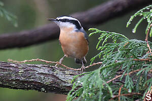 Red Breasted Nuthatch On Smallest Branch