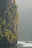 Jungle On Rock Surface