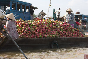 Boat Full Of Dragon Fruit