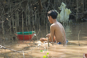 Finding Snails In Mangroves