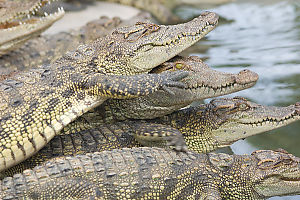 Stack Of Crocodiles