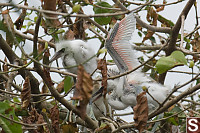 Two Chicks In Tree