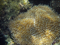 Anemone WIth Lots Of Arms