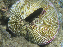 Dark Fish On Brain Coral