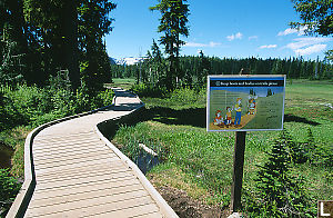 Boardwalk In Meadow