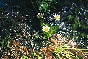 Marigold In Moss