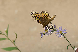 Butterfly On Daisy