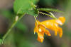jewelweed, spotted touch-me-not