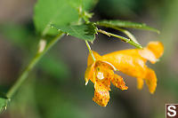 Cape Jewelweed