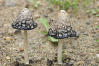 shaggy ink cap, shaggy mane