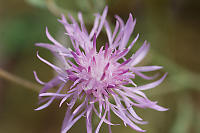 Knapweed Flower