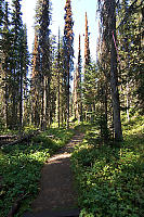 Pine Beetle Attacked Trees