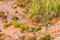 Plants Growing In Mineral Spring