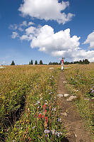 Walking In Meadow