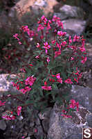 Dwarf Fireweed 