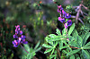 Arctic Lupine