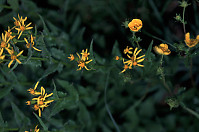 Yellow Flowers