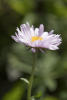 Fleabane Side On