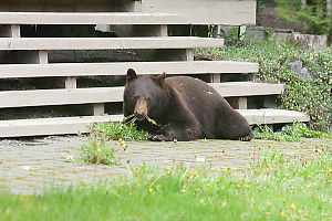 Eating Dandelions At The Base Of The Stairs