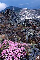 Moss Campion And Top Of Gondolas