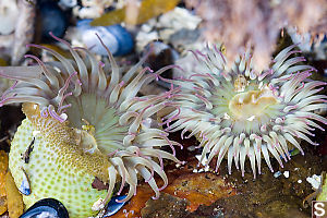 Anemone Friends