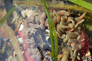 Buried Anemone Underwater
