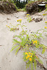 Dune Tansy