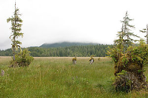 Grassy Plain Above Marsh
