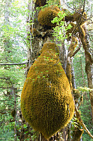 Mossy Beard