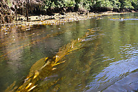 Perennial Kelp