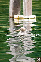 Sea Otter Looking Around