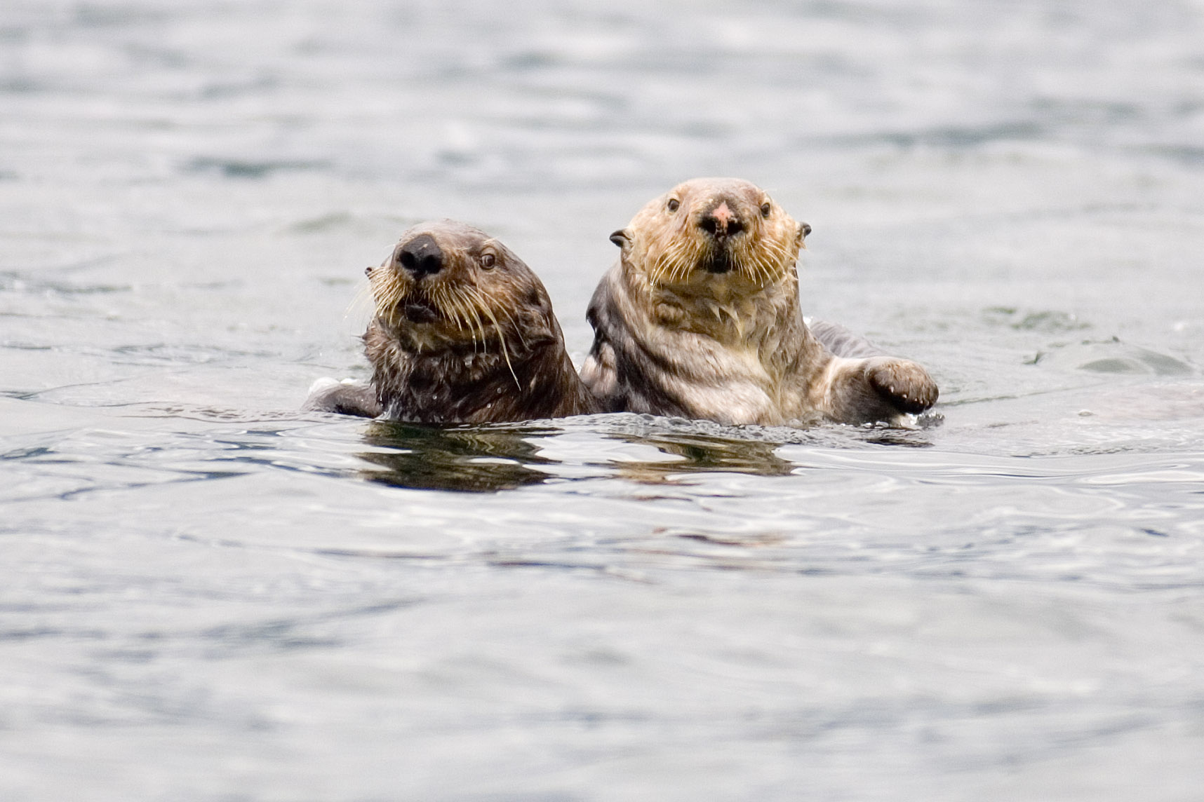 Sea Otters Looking At Us