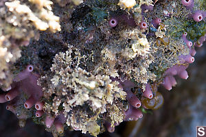 Sponge Covering Rock