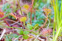 Sundews